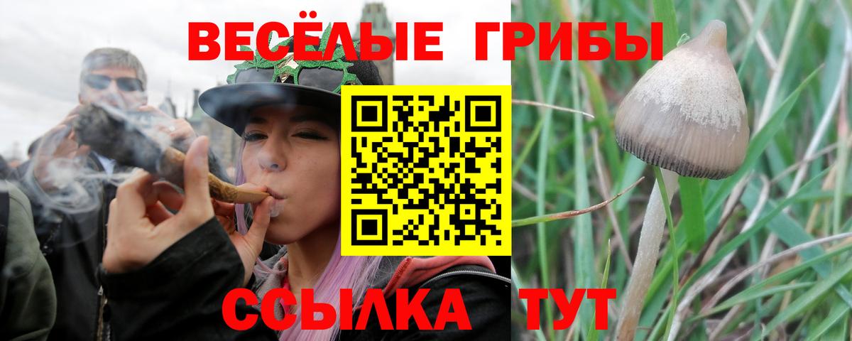 Темрюк  Псилоцибиновые грибы Psilocybine cubensis  Вход с VPN 